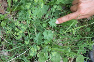 Alchemilla xanthochlora Rothm. - Alchemille des prés