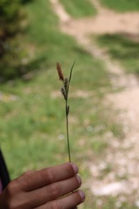 Carex flacca Schreber - Laîche glauque
