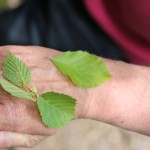 Fagus sylvatica L. ou Hêtre commun Fagus sylvatica L. - Hêtre commun