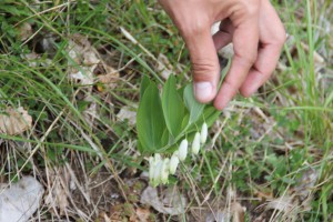 Polygonatum odoratum L. ou Sceau de Salomon officinal - Flore du Vercors - Seminaire Botanique de l'Anaforcal