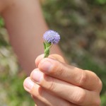 Globularia bisnagarica L. ou Globulaire Commune - Flore du Vercors - Seminaire Botanique de l'Anaforcal