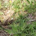 Plantago media L. ou Plantain moyen - Flore du Vercors - Seminaire Botanique de l'Anaforcal