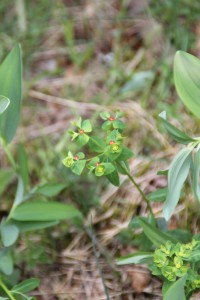 Euphorbia dulcis subsp. Incompta (Ces.) Nyman ou Euphorbe douce - Flore du Vercors - Seminaire Botanique de l'Anaforcal