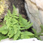 Gymnocarpium dryopteris (L.) Newman ou Polypode du Chêne - Flore du Vercors - Seminaire Botanique de l'Anaforcal